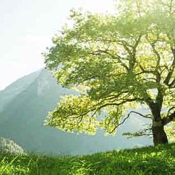 Large tree in nature on a sunny day