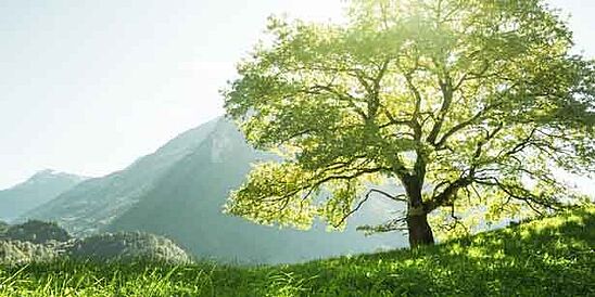 Large tree in nature on a sunny day