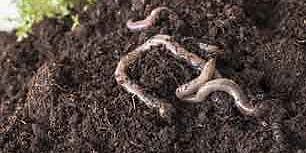 Worms and watercress in soil, with denim in background