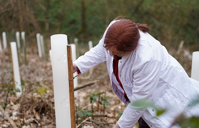 Researcher in a white lab coat examining a plastic tree shelter in a forest setting, with rows of white shelters visible in the background.