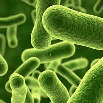 Green bacteria magnified