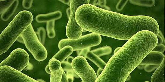 Green bacteria magnified