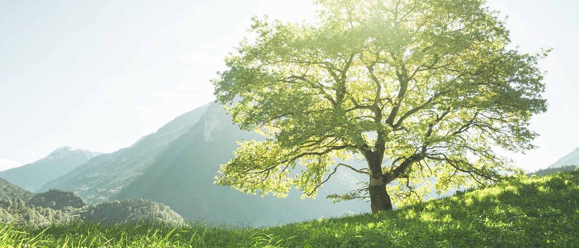 Green tree on green hill with mountains and sunshine in background