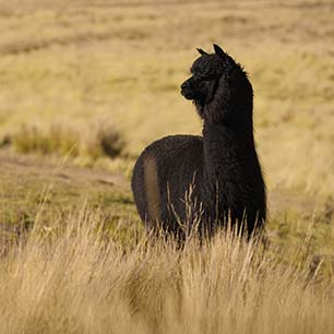 Alpaca on farm in Peru