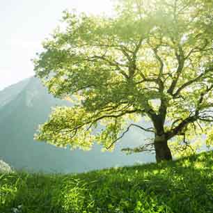 tree and greenery in nature that we need to protect