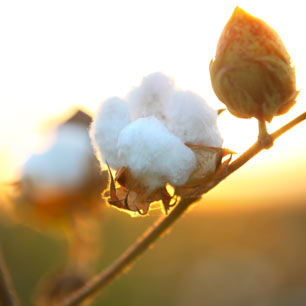 gmo-free cotton bolls on branch in sunshine