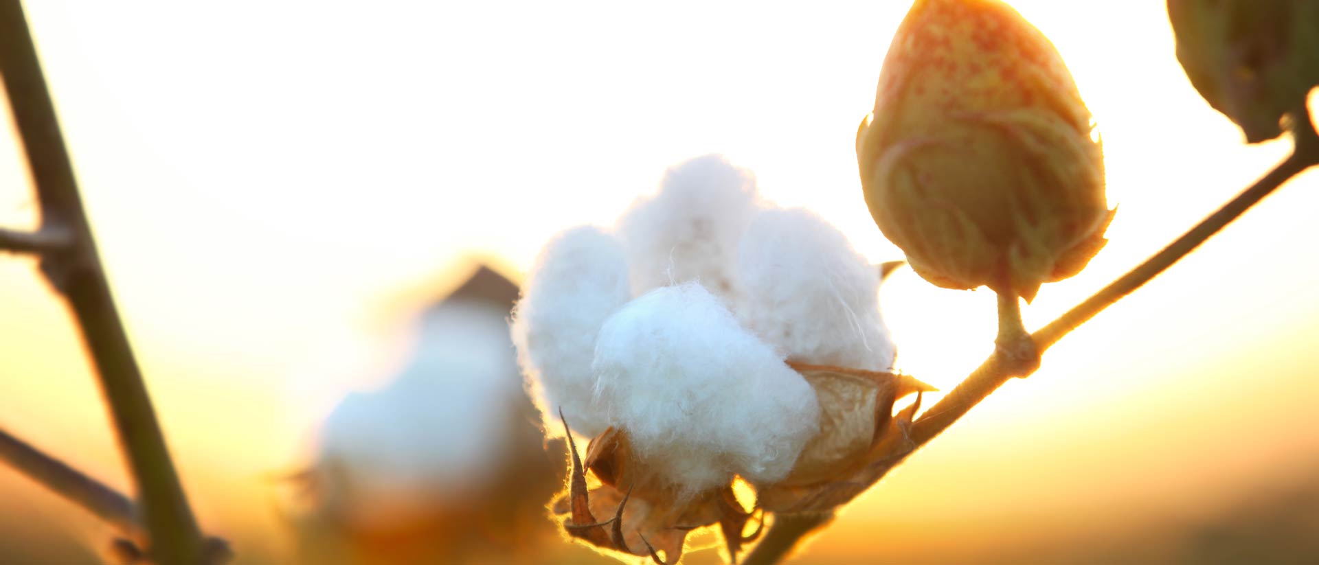 Organic cotton bolls growing in sunshine