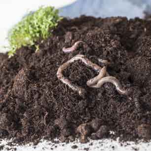 Worms and watercress in soil, with denim in background