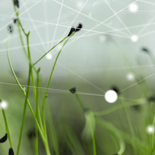 Networked dots with green grass in background