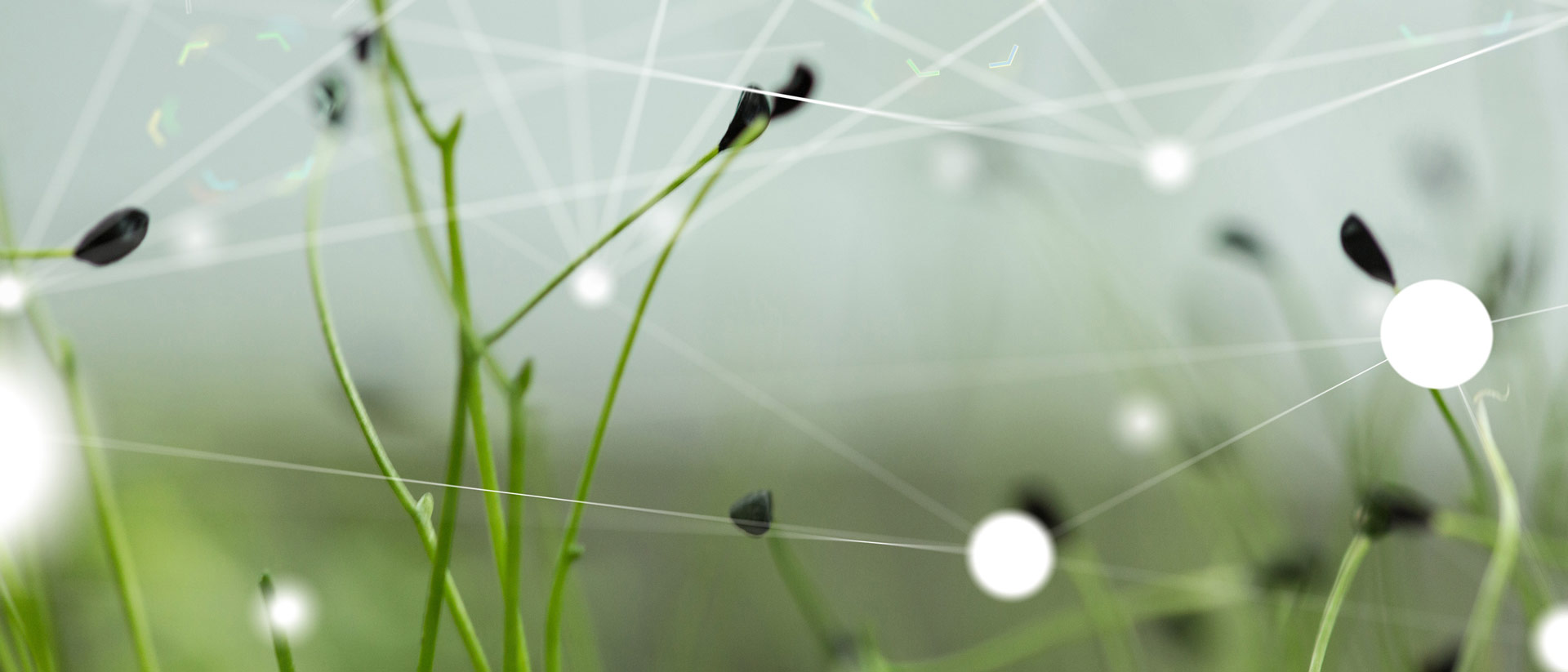 White dots in a network like a complicated supply chain, with green grass in the background