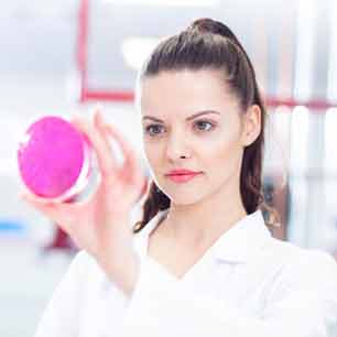 Microbiologist examining a pink petri dish